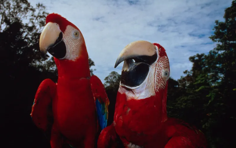 Two scarlet macaws up close to the camera. One macaw is about to spread its wings, the other rears its head back to vocalize.