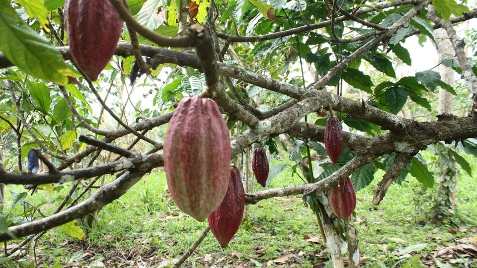 Red cocoa fruit pods hang from a cocao tree.