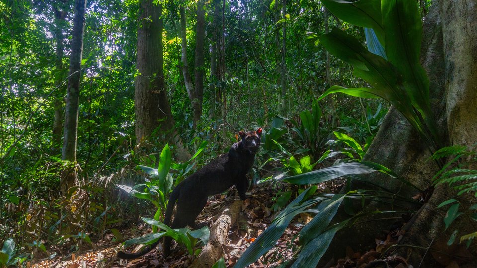 A black leopard glaces backward at a camera trap in Royal Belum State Park, Malaysia