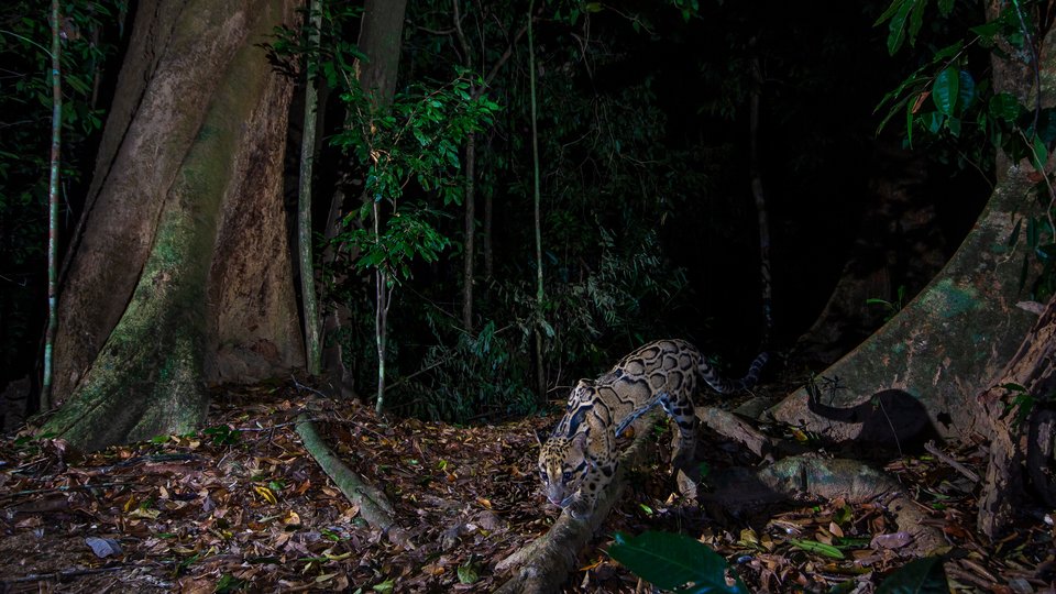 A clouded leopard steps over a fallen tree limb in the forest of Royal Belum State Park, Malaysia