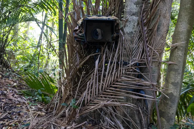 a camera trap strapped to a tree trunk in Royal Belum State Park Malaysia is camouflaged by foliage