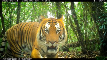 A close up portrait of a large female tiger looking at the camera with a jungle scene in the background