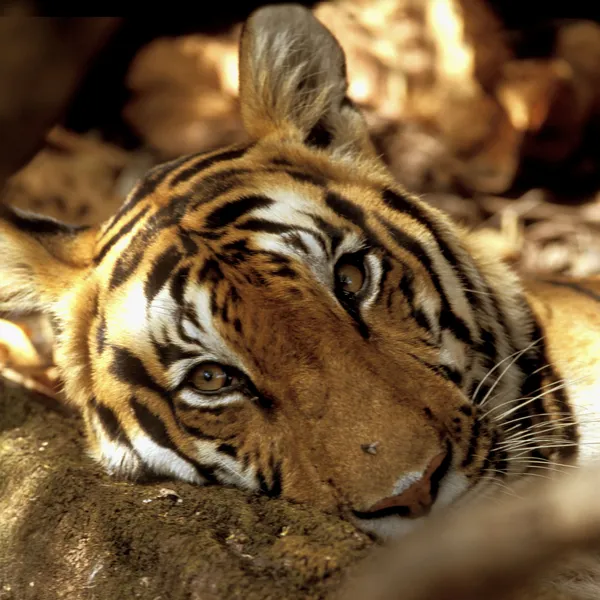 A closeup photo of a tiger looking toward the camera