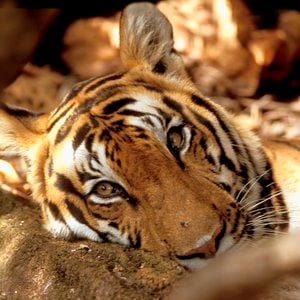 A closeup photo of a tiger looking toward the camera