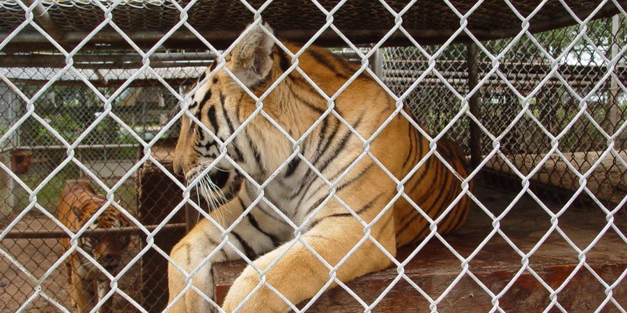 Two tigers contained within a cage