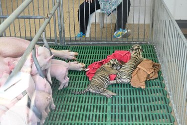 Two tiger cubs laying on towels in a cage next to piglets
