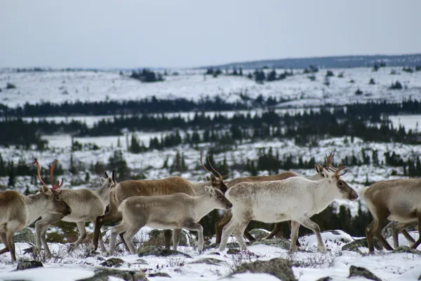 caribou migrate through the Arctic