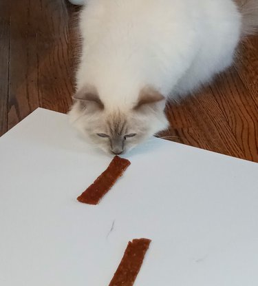 Cat sniffing strips of carp jerky