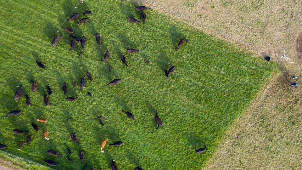 Aerial shot of cattle in a green pasture surrounded by brown pastures