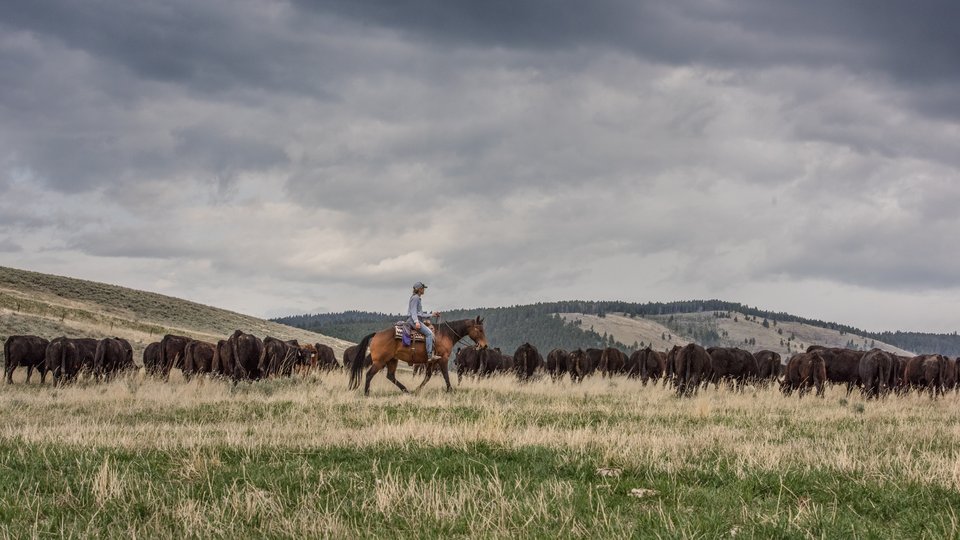 a grassland field with cattle and a person on a horse