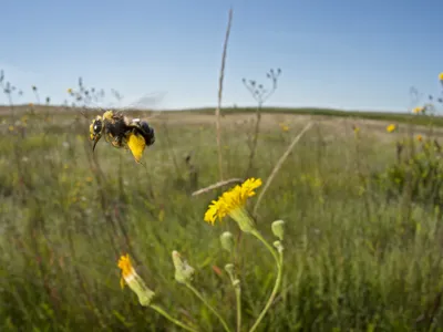 A bee hovering over yellow flowers with a green and beige meadow and a light blue sky in the background.