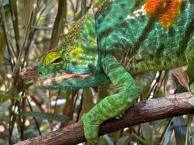 a multi-colored chameleon perched on a branch