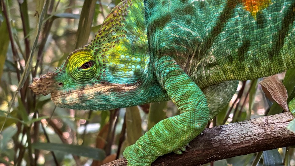 A male Parson's chameleon Lucas and Josefina encountered in Madagascar