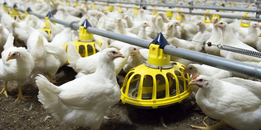 Chickens feeding from a feeder at a large chicken farm