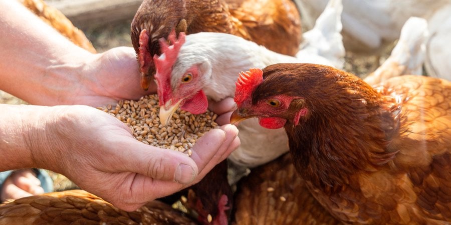 chickens eating food from someone's hands