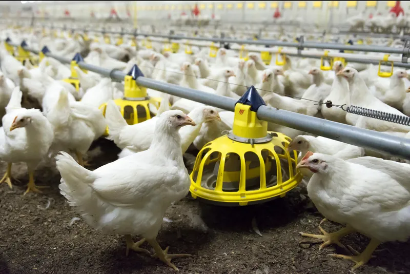 Chickens feeding from a feeder at a large chicken farm
