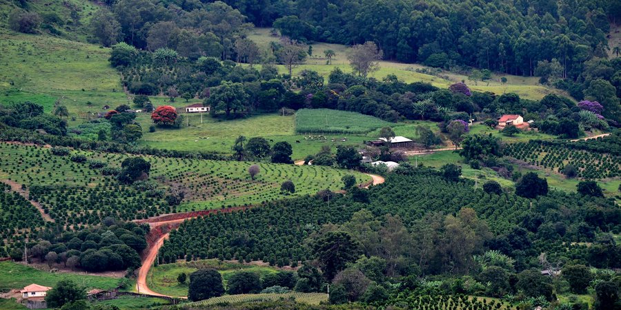 Aerial view of coffee plantation and cattle, Socorro, São Paulo, Brazil