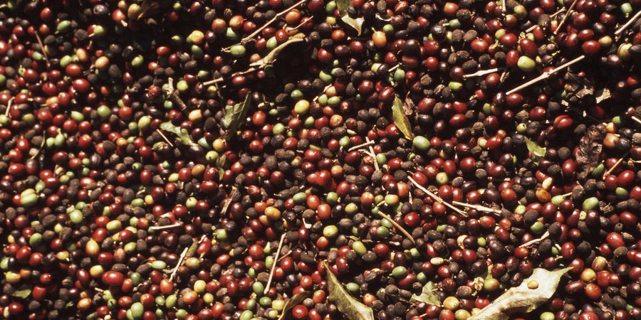 Coffee cherries laid out to dry