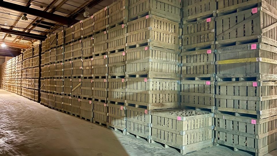 crates of sweet potatoes in a warehouse