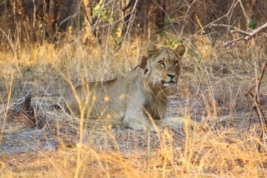An adult female lion lays on dirt ground with a tracking collar around her neck