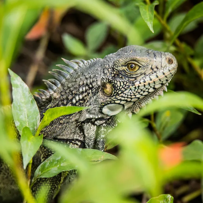 A green iguana's head emerges among green tropical plants.