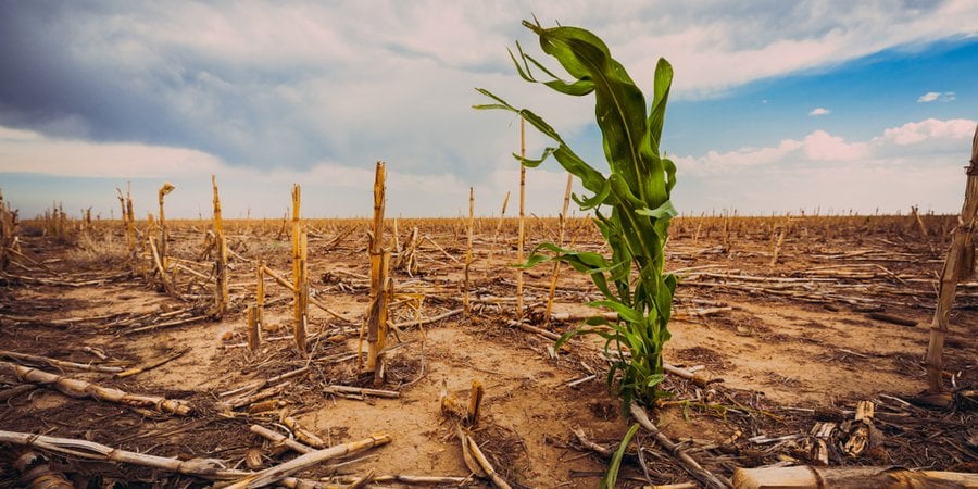 One green corn stalk in a field of dead plants