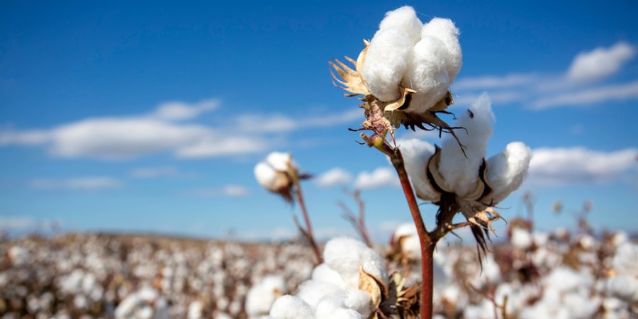 A closeup photo of a cotton plant in front of a field of cotton plants.