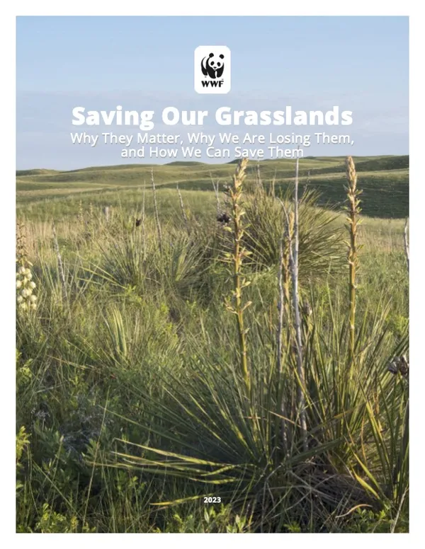 Rolling green grasslands under blue sky