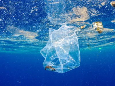 a crab floats inside a plastic bag in the Indian Ocean