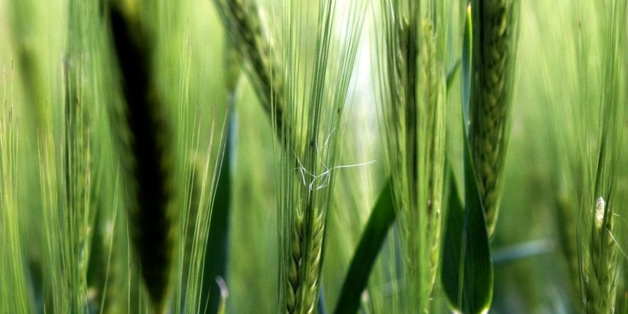 Close up photo of a tall green crop that looks like wheat.