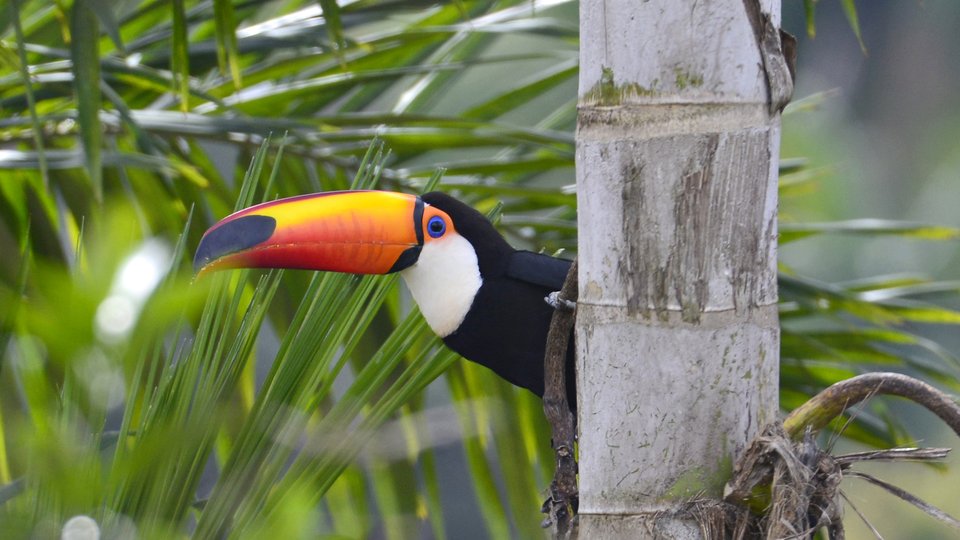 A toucan peeks out from behind a tree in the Atlantic Forest.