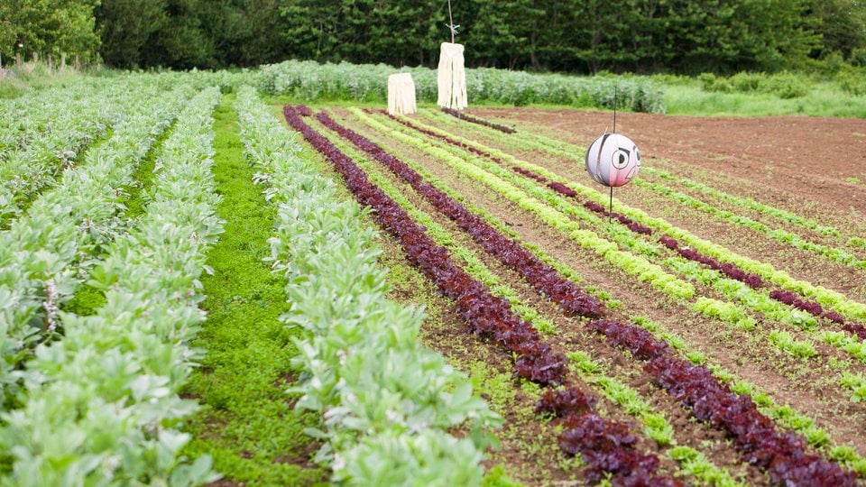 Salad crops growing in Dorset.
