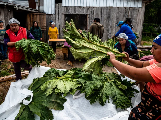 Huilliche Indigenous community members layer large rhubarb leaves on curanto as it cooks