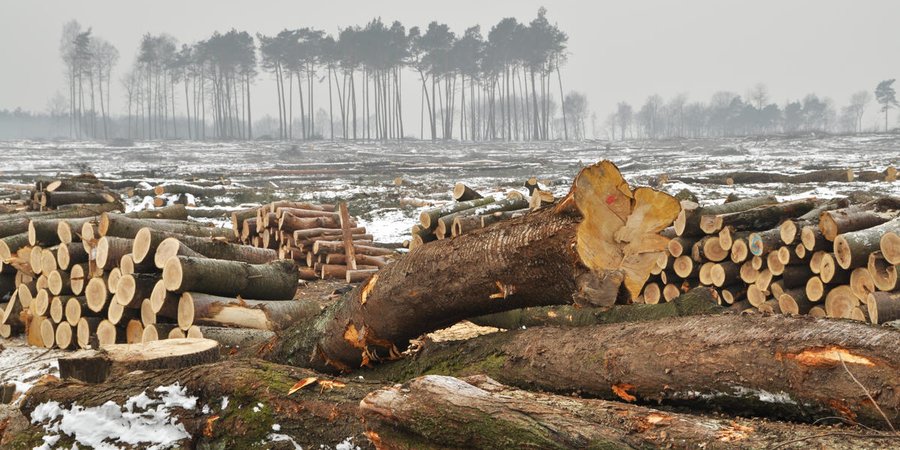 A foggy landscape showing trees that have been cut down in the foreground with tall trees in the distance.