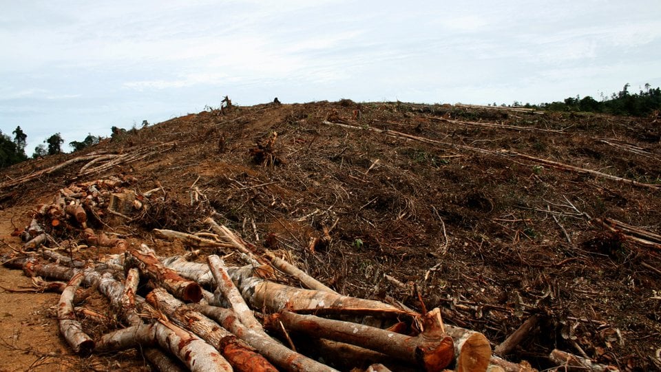 A sparse deforested hill with stacks of thin tree trunks in the foreground
