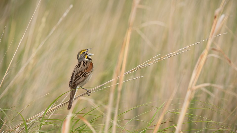 Singing male dicksisel, a grassland songbird, Daybreak Ranch, South Dakota, USA