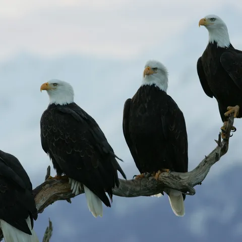 Four adult bald eagles perch on a branch.