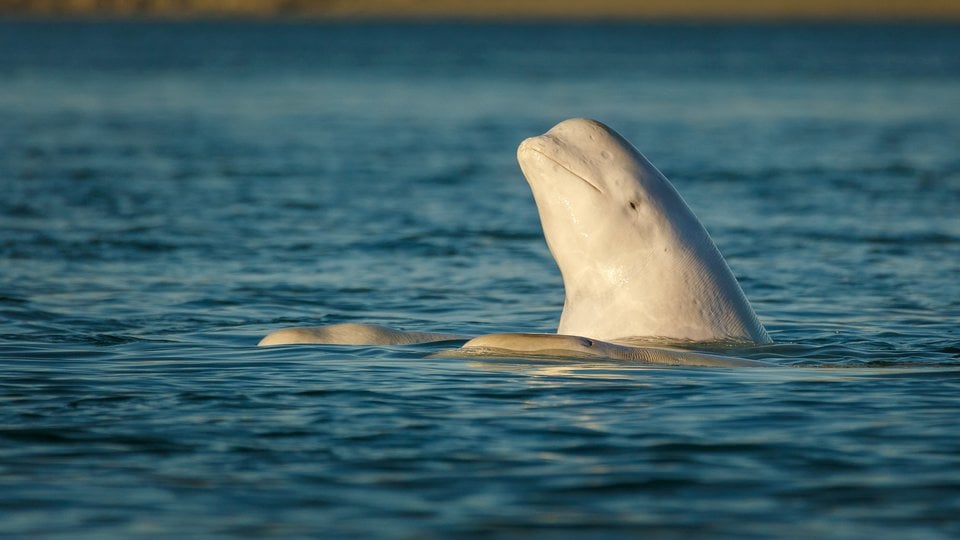 A beluga whale lifts its head above the surface