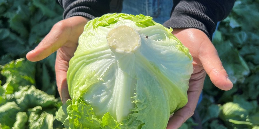 a person holding a head of iceberg lettuce