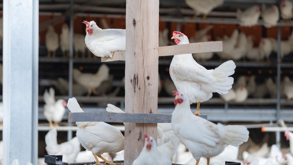 chickens in an open feeding area
