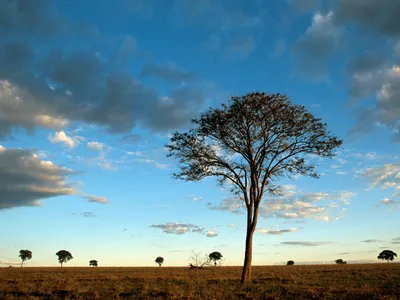 Dusk on the cerrado with the occasional tree dotting the grassland.