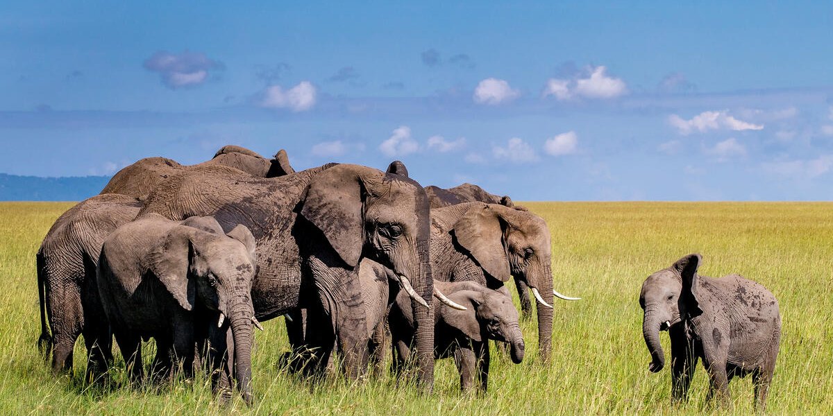 Tackling Critical Threats Facing Asian Elephants | World Wildlife Fund