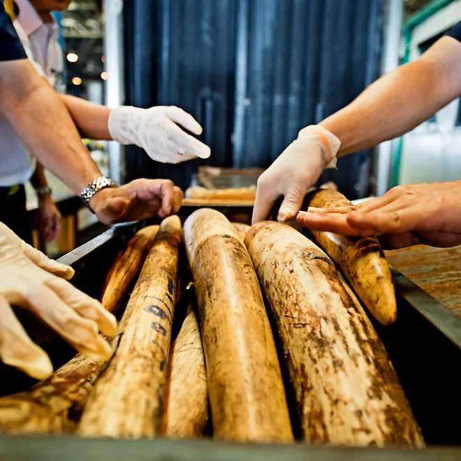 Thai officials seize shipment of illegal African elephant tusks.