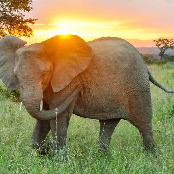 Elephant (Loxodonta africana) in South Africa.