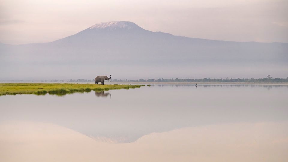An elephant stands in wetland with Mt. Kilimanjaro