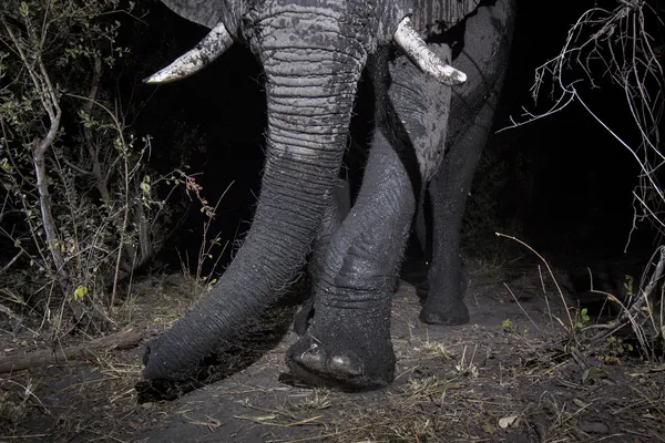 African elephant (Loxodonta africana) in the Zambezi Region of Namibia taken using a camera trap image using Camtraptions PIR motion sensor.