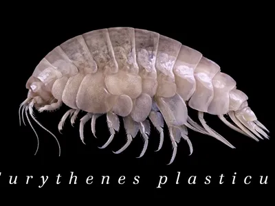 Meet the newly discovered ocean species: plastic