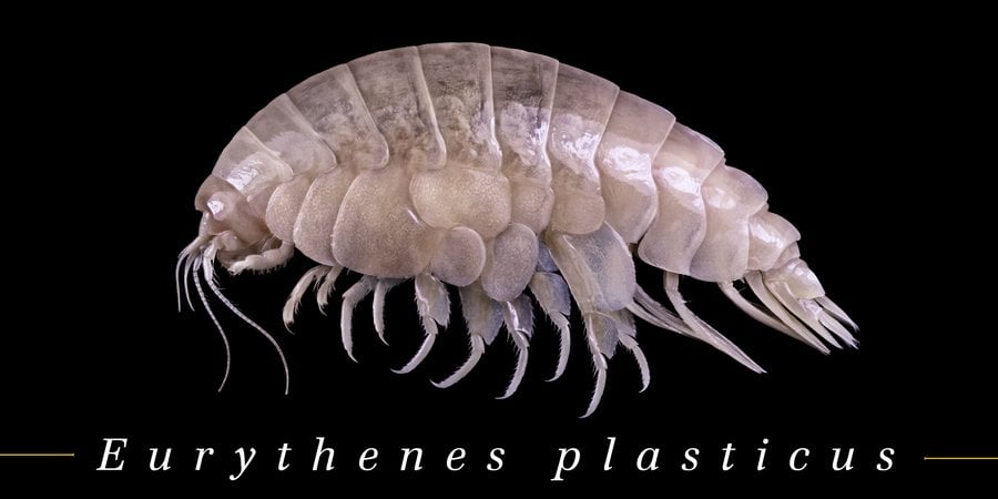 Meet the newly discovered ocean species: plastic