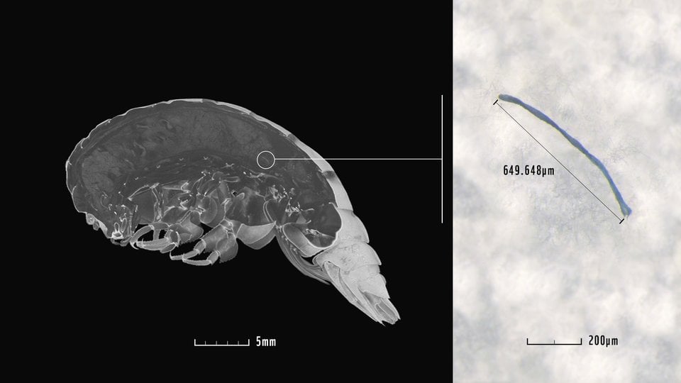 Meet the newly discovered ocean species: plastic
