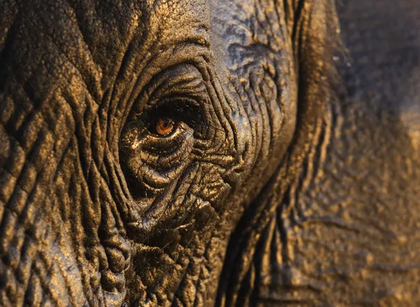 An extreme close up of an elephant's eye, showing the wrinkled skin in goldish-brown around it